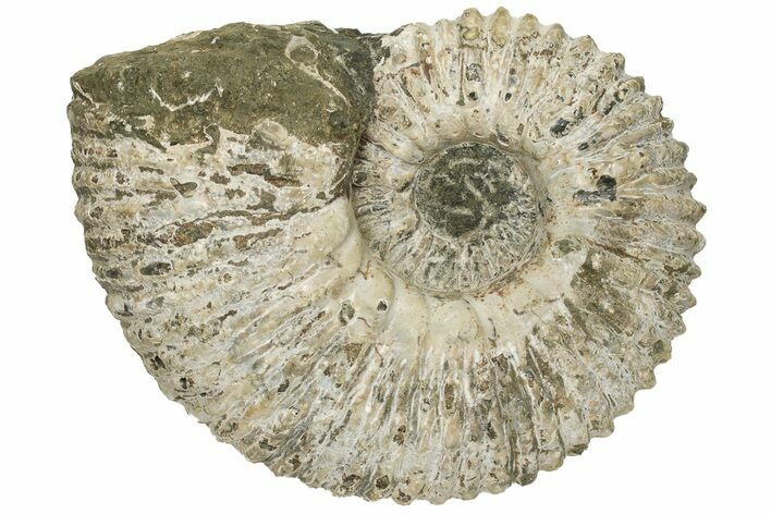 Bumpy Ammonite (Douvilleiceras) Fossil - Madagascar #224606